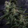 семена конопли в интернете Auto Original Blueberry feminised Victory Seeds