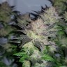 купить семена конопли почтой Auto Critical CBD feminised Ganja Seeds