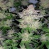 нужны семена конопли Auto Critical CBD feminised Ganja Seeds