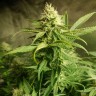 семена конопли с доставкой Auto Original Lemon Skunk feminised Victory Seeds