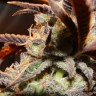 семена конопли в фирменной упаковке Auto Somango feminised Victory Seeds