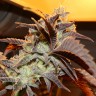 семена конопли интернет магазин Auto Somango feminised Victory Seeds