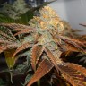 автоцветущие семена конопли Auto Somango feminised Victory Seeds