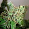 Недорогие семена конопли Pepoberry feminised Ganja Live Seeds