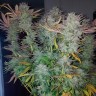 Семена каннабиса Gorilla Zkittlez feminised Ganja Seeds