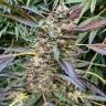 семена конопли Auto Cream Caramel feminised Ganja Seeds