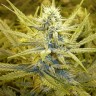 семенам конопли Auto Cream Caramel feminised Ganja Seeds