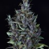 купить семенам конопли Auto Cream Caramel feminised Ganja Seeds