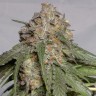 Семена марихуаны  Head Band feminised Ganja Seeds
