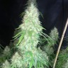 семена конопли почтой Auto Critical Orange Punch feminised Ganja Seeds