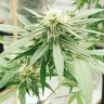 заказать семена конопли Auto Critical Orange Punch feminised Ganja Seeds