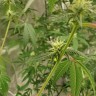 семена конопли москва Auto Critical Orange Punch feminised Ganja Seeds