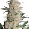 сайт семян конопли Auto Critical Orange Punch feminised Ganja Seeds
