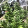 где купить семена конопли Auto Critical Orange Punch feminised Ganja Seeds