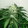 семена конопли в оригинальных упаковках Auto Super Skunk feminised Victory Seeds