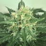 семена конопли недорого Auto Super Skunk feminised Victory Seeds