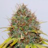 Семена конопли Hash Plant feminised Ganja Seeds