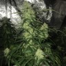 лучшие семена конопли Auto Critical XXL feminised Ganja Seeds