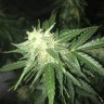 семена конопли наложенным платежом Auto Critical XXL feminised Ganja Seeds