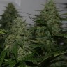 семена конопли в россии Auto Critical XXL feminised Ganja Seeds