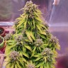 семена конопли в спб Auto Doctor's Choice feminised Ganja Seeds