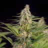 заказать семена конопли почтой Auto Doctor's Choice feminised Ganja Seeds