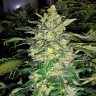 купить семена конопли Great White Shark feminised Ganja Seeds