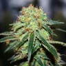 семена конопли Great White Shark feminised Ganja Seeds