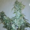 заказ семян конопли Киев Russian Snow feminised Ganja Live Seeds