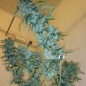 качественные семена конопли Russian Snow feminised Ganja Live Seeds