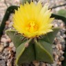 Семена кактусов Astrophytum myriostigma var. nudum