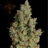 Семена конопли Tangerine Dream feminised GanjaLiveSeeds