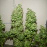 Качественные семена марихуаны Tangerine Dream feminised GanjaLiveSeeds