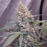 семена конопли прорасти Auto Gorilla Girl XL feminised Ganja Seeds