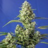 семена конопли пищевые Auto Gorilla Girl XL feminised Ganja Seeds