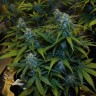 семена конопли Auto White Widow feminised Victory Seeds