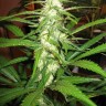 Семена конопли Sugar Black Rose feminised GanjaLiveSeeds Fast Version