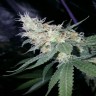 Семена конопли недорого Sugar Black Rose feminised GanjaLiveSeeds Fast Version