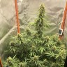какие семена конопли Auto Lemon Kix feminised Ganja Seeds