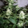 купить семена конопли дешево Auto Assasin regular