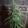 семена конопли скороспелый купить Auto Assasin regular