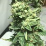 семена конопли марихуаны Somango feminised Ganja Live Seeds