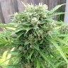 семена конопли элитных сортов Somango feminised Ganja Live Seeds