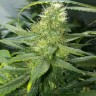 семена конопли для посадки купить AK-77V feminised Victory Seeds