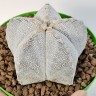 Семена кактусов Astrophytum myriostigma MIX