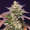 купить семена конопли в спб Auto Purple Punch OG XL feminised Ganja Seeds