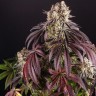 купить семена конопли наложенным платежом Auto Purple Punch OG XL feminised Ganja Seeds