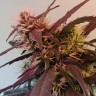 семена конопли курьером Amnesia feminised Victory Seeds