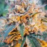 ростов семена конопли Auto Skywalker OG feminised Ganja Seeds
