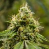проращивание семян конопли Auto Skywalker OG feminised Ganja Seeds